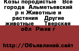 Козы породистые - Все города, Альметьевский р-н Животные и растения » Другие животные   . Тверская обл.,Ржев г.